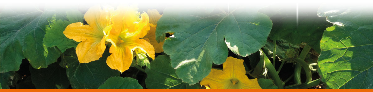 Seybold Naturkost Lauffen | Hofladen