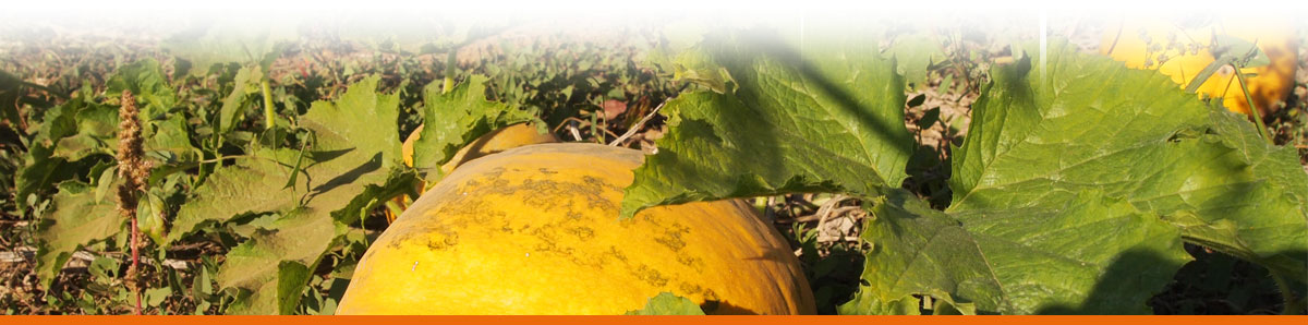 Seybold Naturkost Lauffen | Impressum