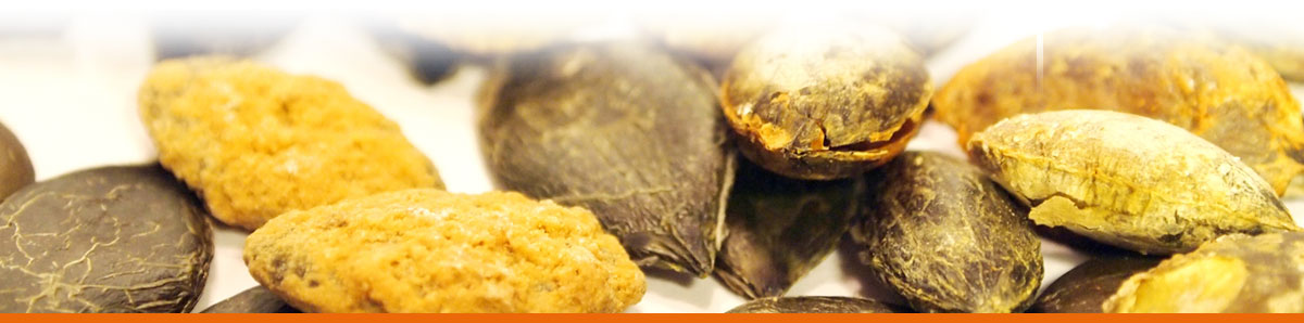 Seybold Naturkost Lauffen | Kürbiskerne