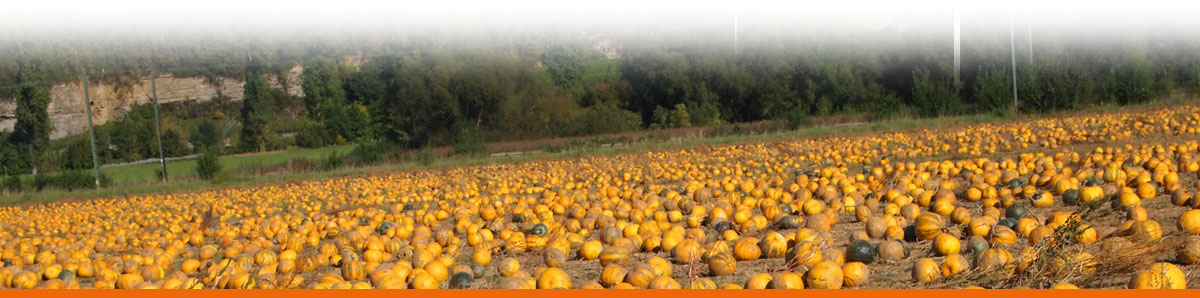 Seybold Naturkost Lauffen | Kürbiskernöl