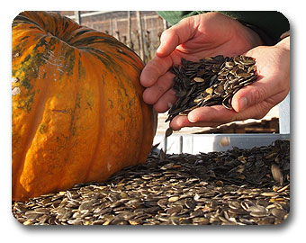 Seybold Lauffen - Gesundheit