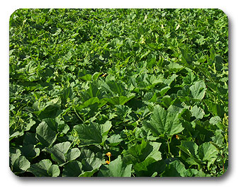 Seybold Lauffen - Aussaat