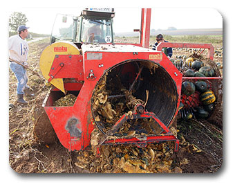 Seybold Lauffen - Ernte